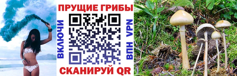 blacksprut маркетплейс Гаврилов-Ям Псилоцибиновые грибы Cubensis наркошоп